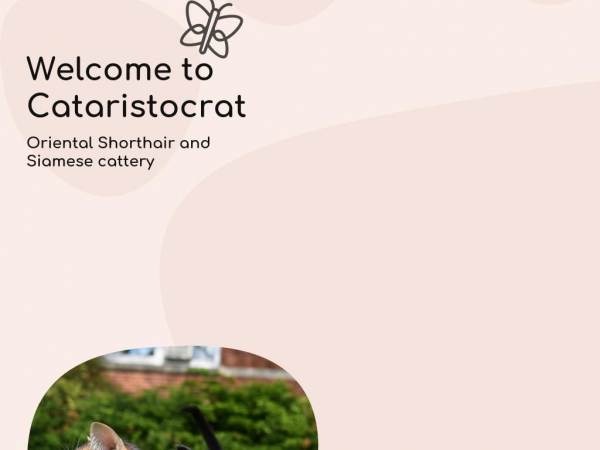 cataristocrat.com