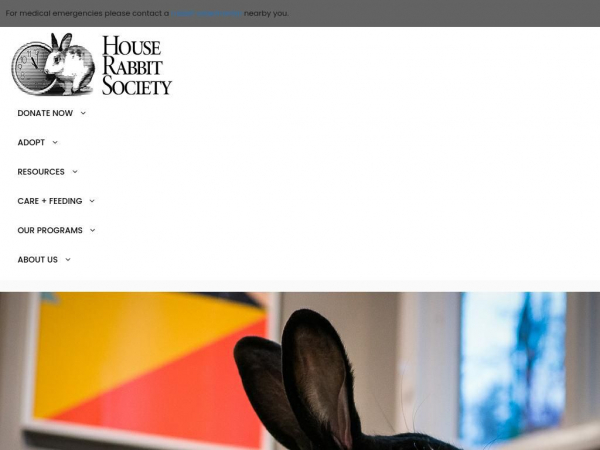 rabbit.org