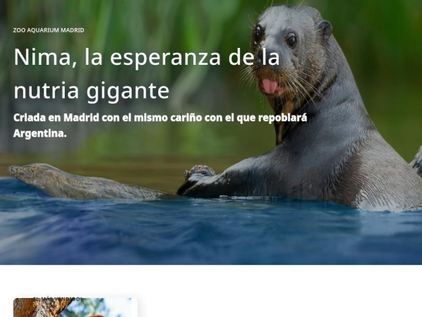 zoomadrid.com